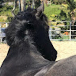 Meet your Posher, Ellie